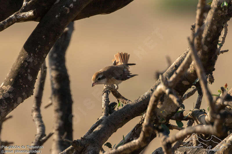 Red-tailed Shrike