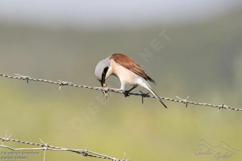 Red-backed Shrike male adult breeding, eats