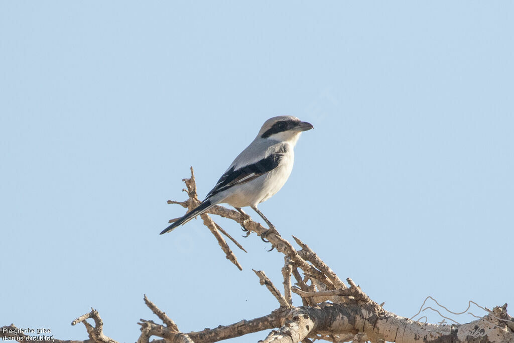 Pie-grièche grise