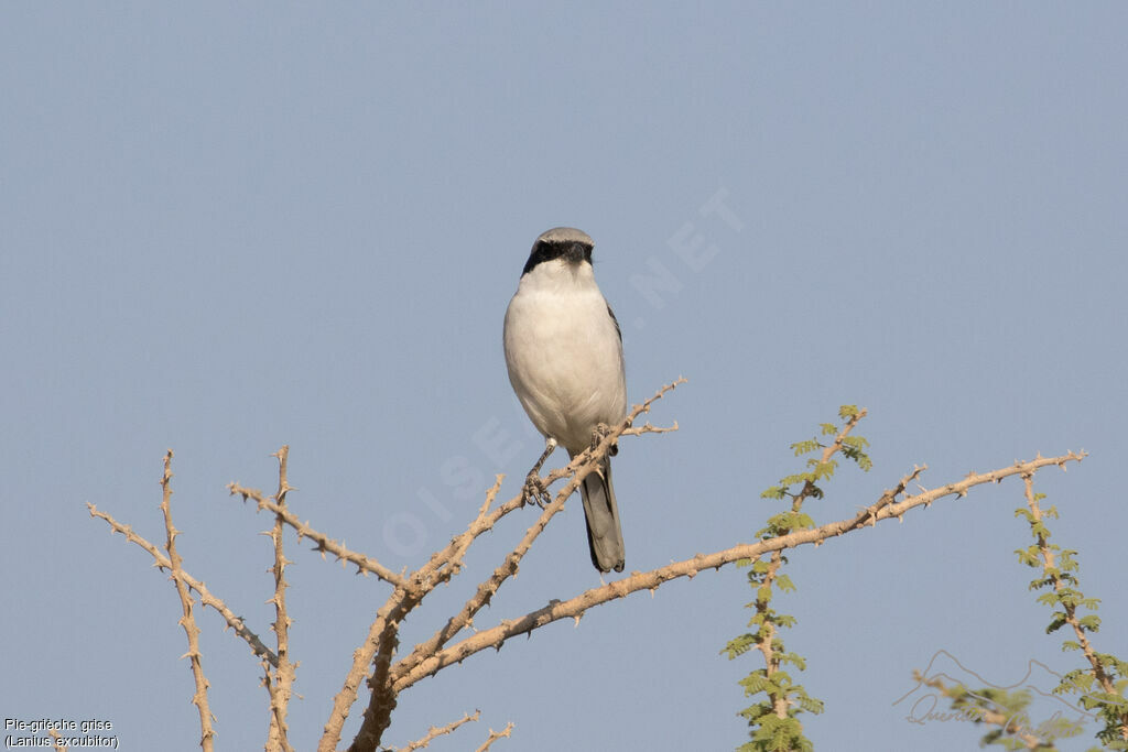 Pie-grièche grise