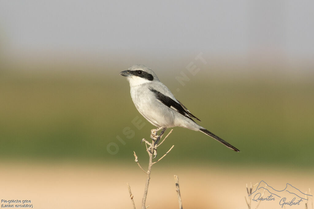 Pie-grièche griseadulte, identification, chant