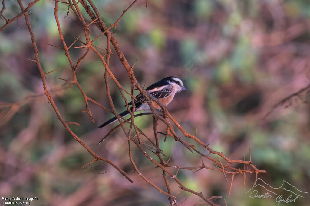 Pie-grièche masquée, identification