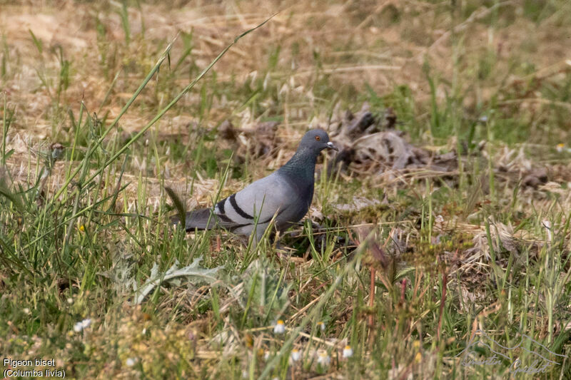 Rock Dove