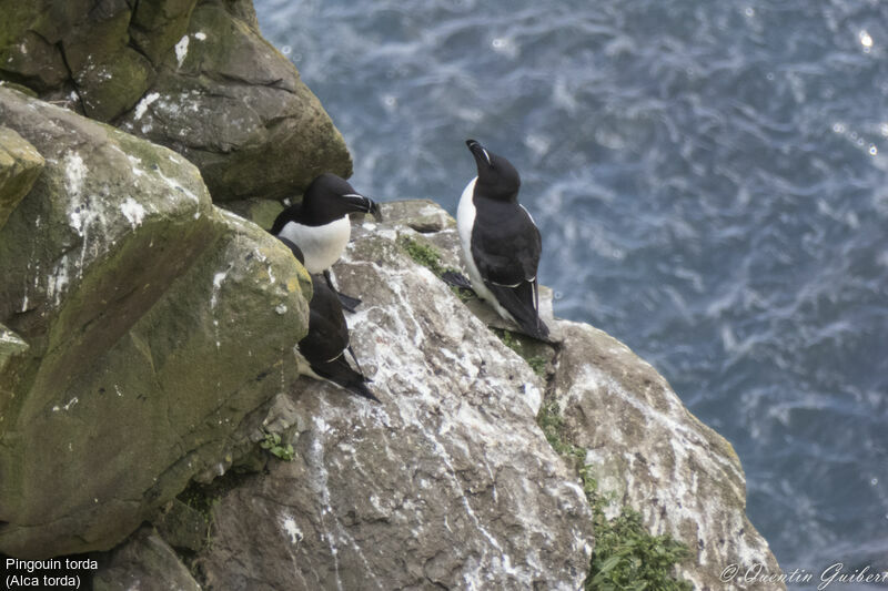 Pingouin torda