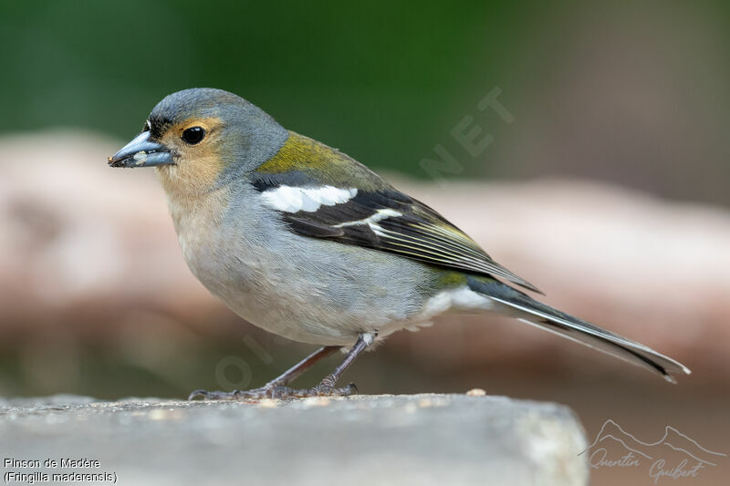 Madeira Chaffinch