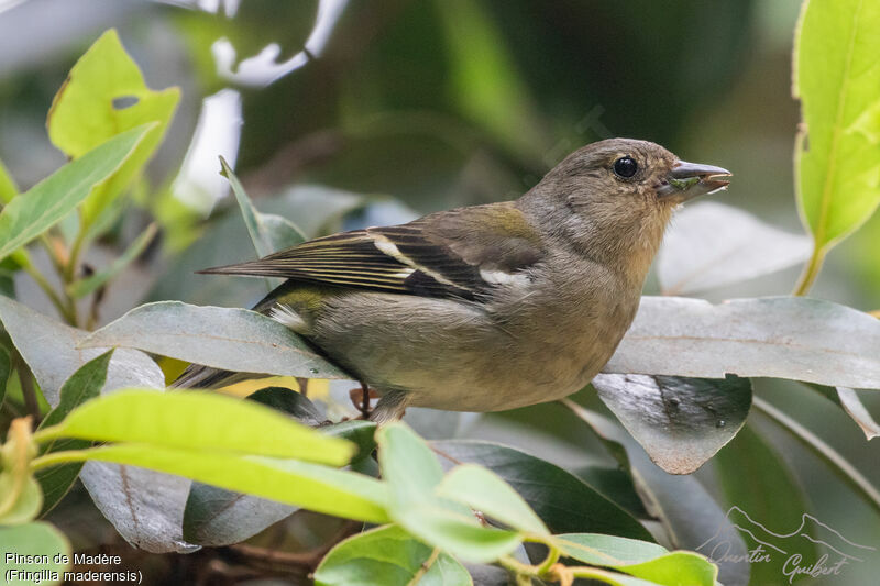 Madeira Chaffinch