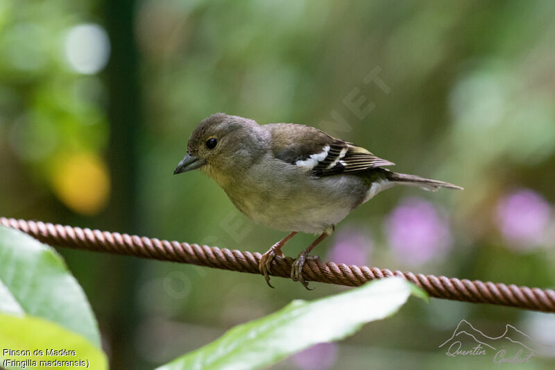 Madeira Chaffinch