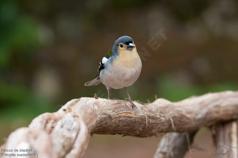 Madeira Chaffinchadult breeding, identification