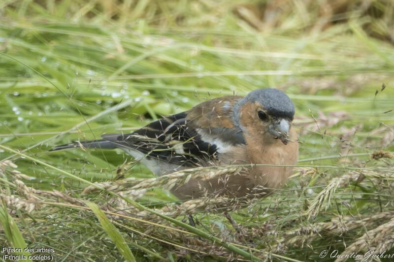 Pinson des arbres mâle adulte nuptial, identification, régime, mange