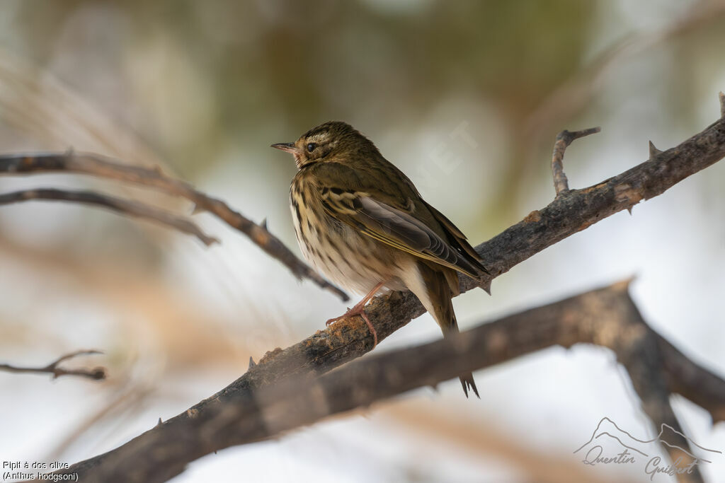 Olive-backed Pipit