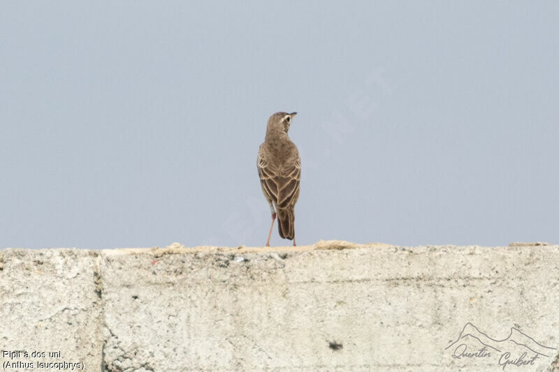 Pipit à dos uni