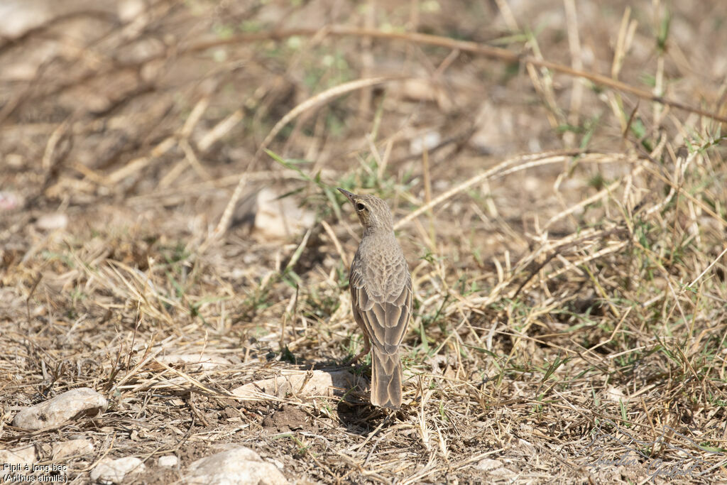 Pipit à long bec
