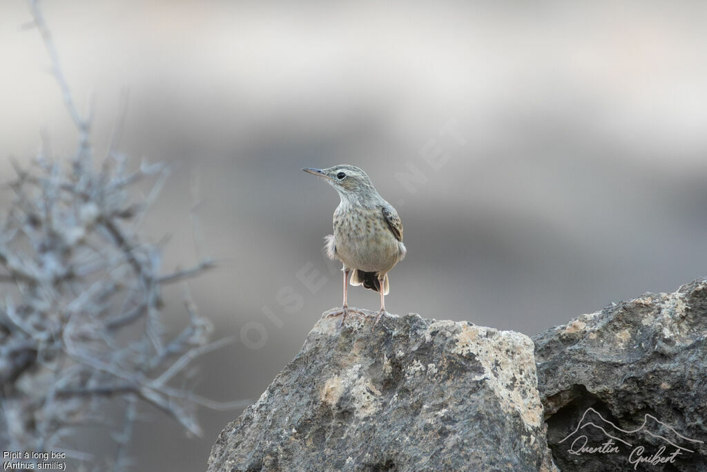 Pipit à long bec