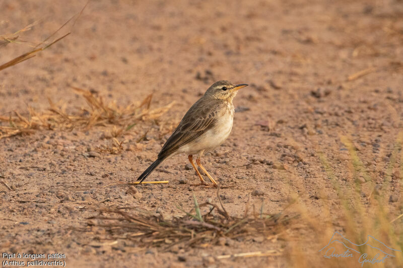 Pipit à longues pattes