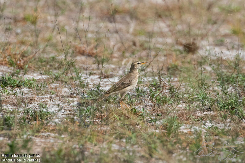 Pipit à longues pattes