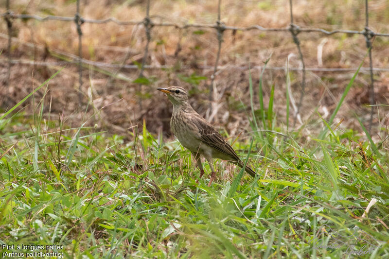 Pipit à longues pattes, identification