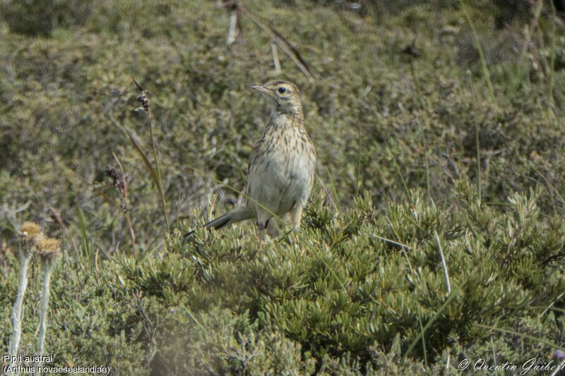 Pipit austral, identification, portrait