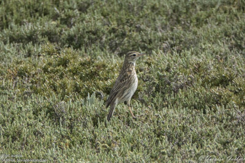 Pipit austral, identification, portrait