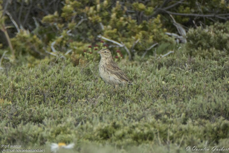 New Zealand Pipit, identification