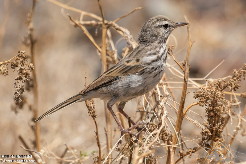 Pipit de Berthelot