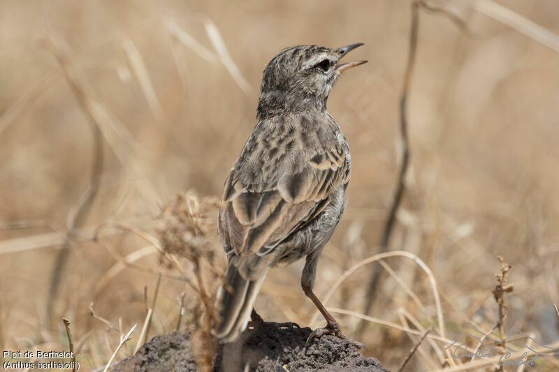 Berthelot's Pipit