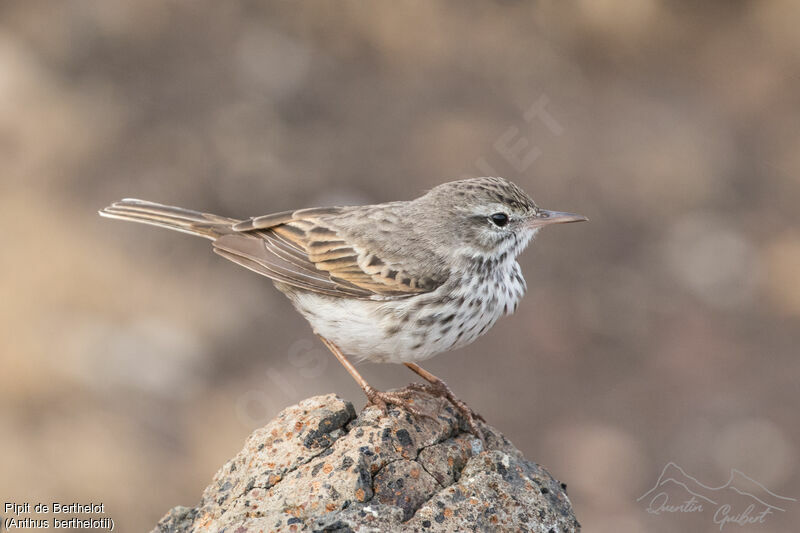 Pipit de Berthelot