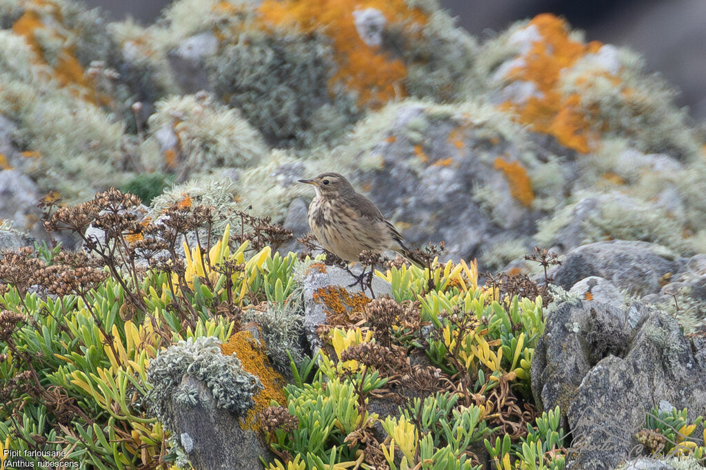 Pipit farlousane, identification