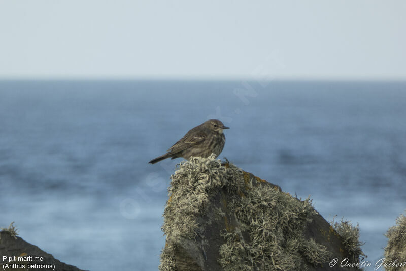 Pipit maritime, identification