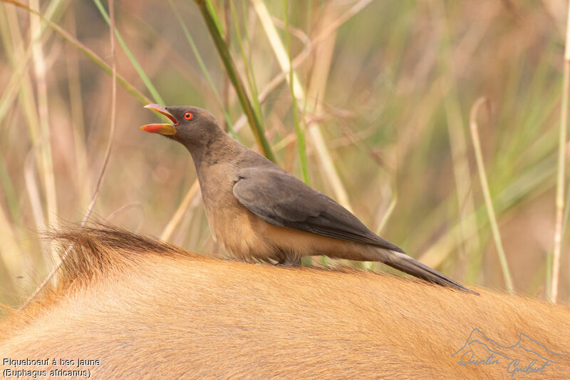 Yellow-billed Oxpecker, identification