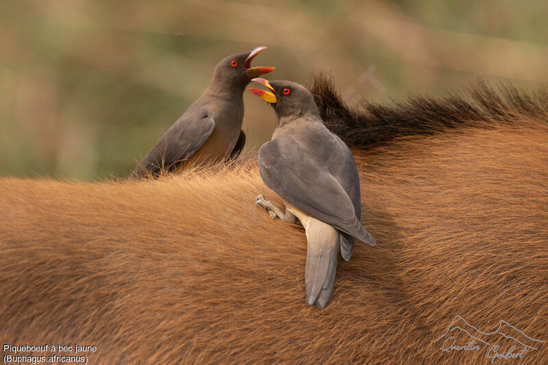 Yellow-billed Oxpecker, identification