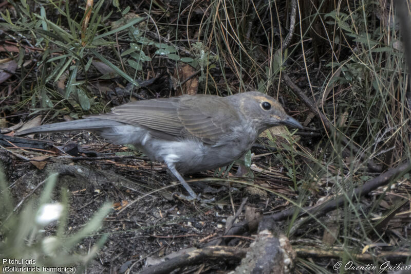 Grey Shrikethrushjuvenile, identification