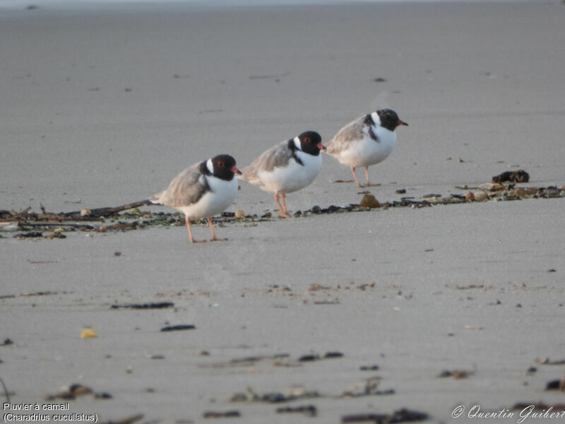 Hooded Plover