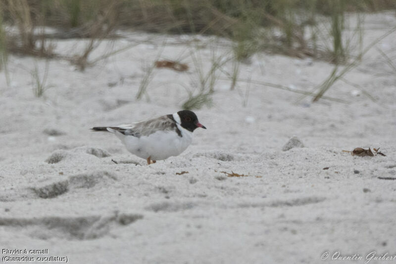 Hooded Ploveradult, identification, habitat