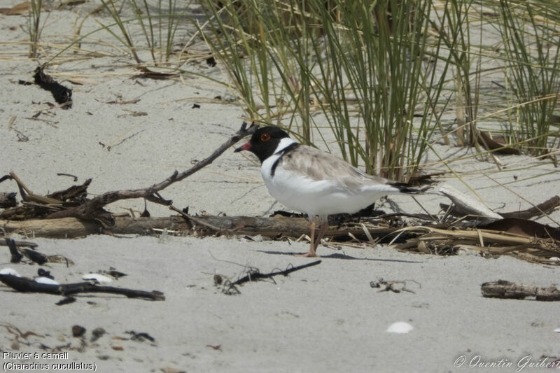 Pluvier à camailadulte, identification, habitat