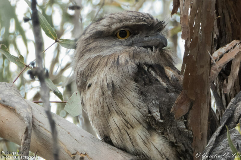 Podarge gris, portrait