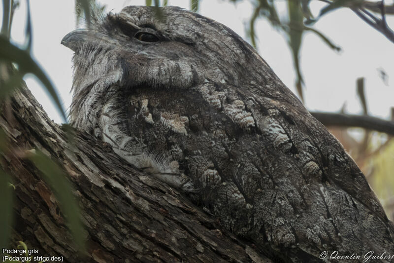 Podarge gris, identification, portrait, camouflage