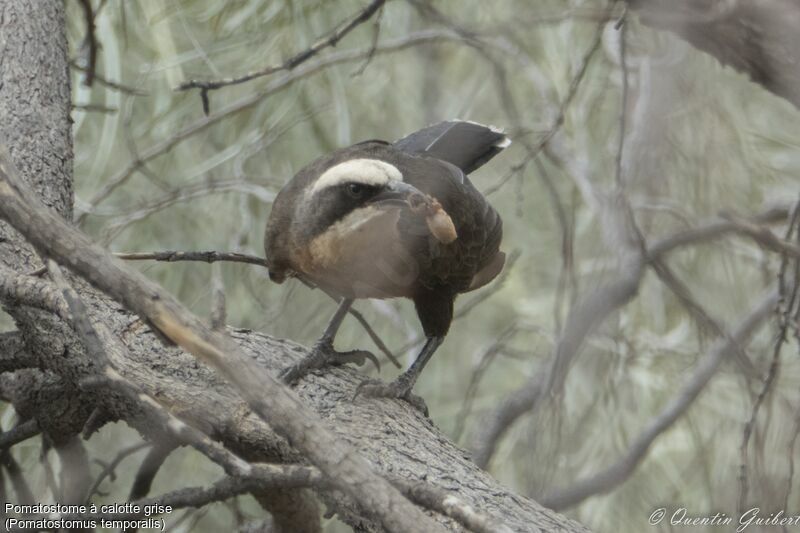 Grey-crowned Babbler, eats