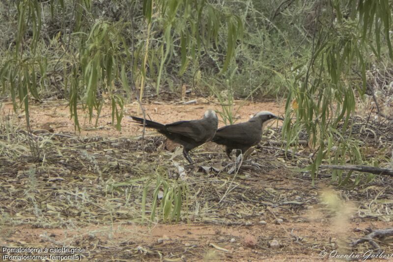 Grey-crowned Babbler