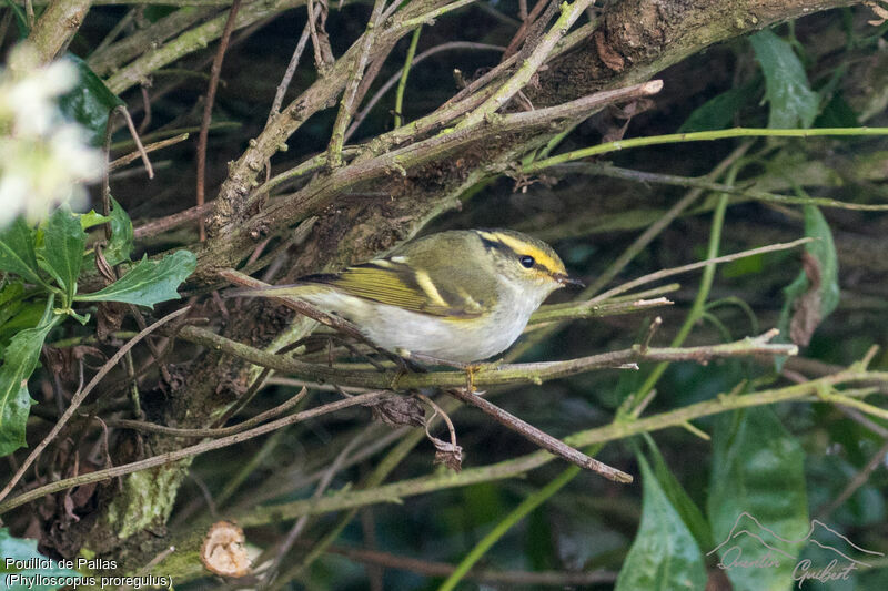 Pallas's Leaf Warbler