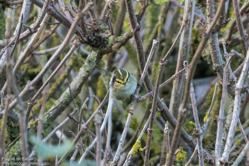 Pallas's Leaf Warbler