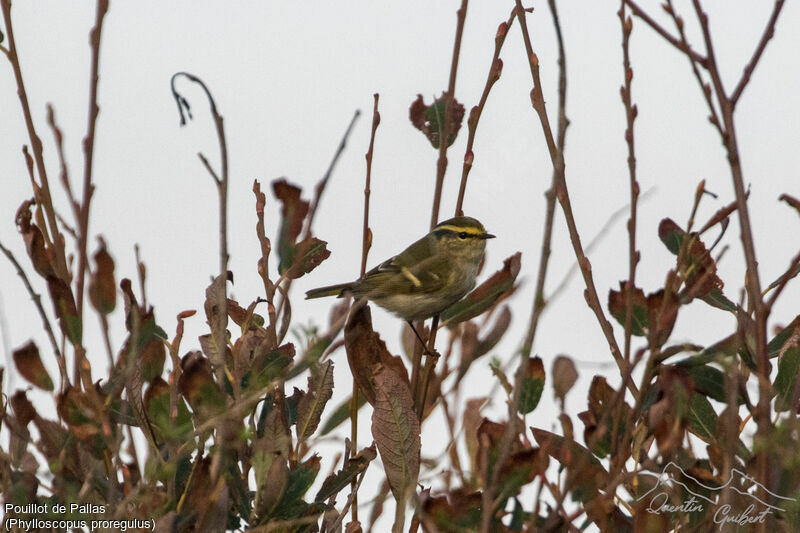 Pallas's Leaf Warbler