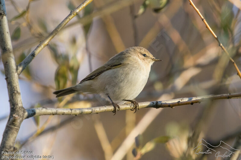 Common Chiffchaff (tristis)