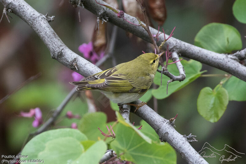 Wood Warbler