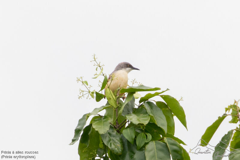 Red-winged Prinia