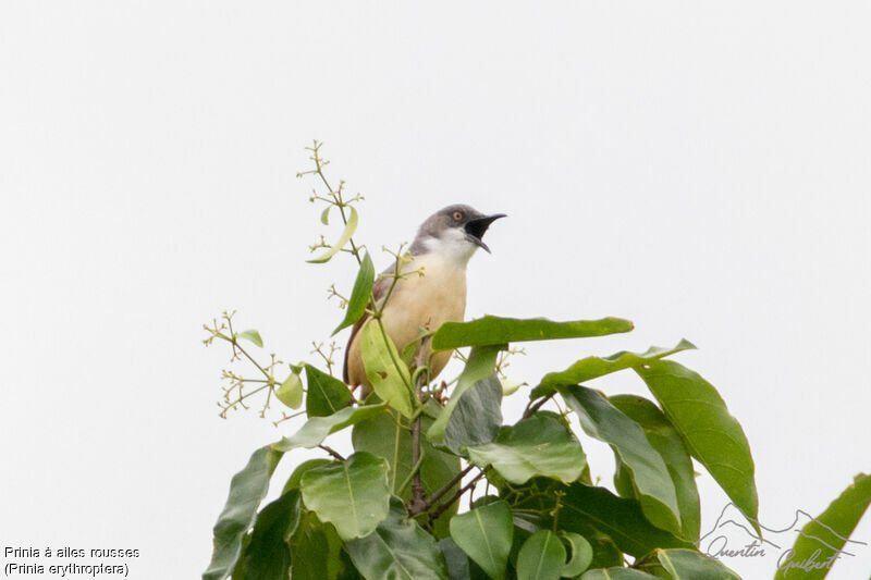 Prinia à ailes roussesadulte nuptial, identification, chant