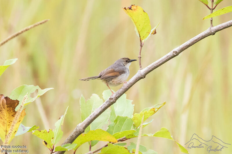 Prinia modeste, identification