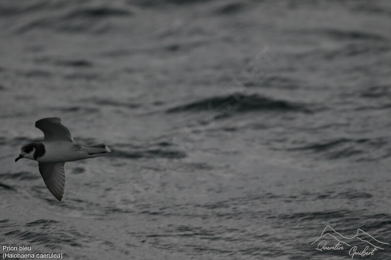 Blue Petreladult, Flight