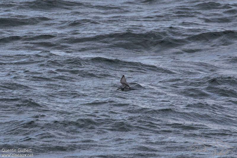 Slender-billed Prion, pigmentation, Flight