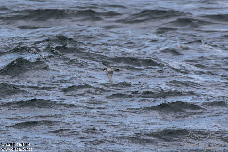 Slender-billed Prion, pigmentation, Flight