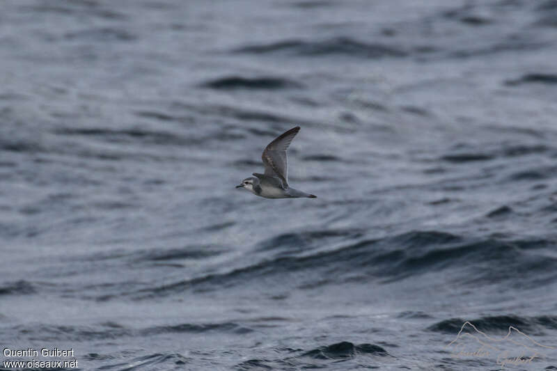 Slender-billed Prion, identification